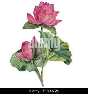 Illustration d'aquarelle de lotus dessinée à la main avec des bourgeons de fleurs roses en fleurs et des feuilles vertes. Style aquarelle. Palette de couleurs naturelles. Parfait pour les tirages Banque D'Images