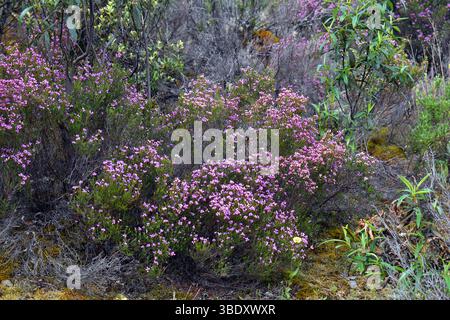 Fleurs violettes de la cloche de bruyère (Erica cinerea) poussant parmi les rochers Banque D'Images