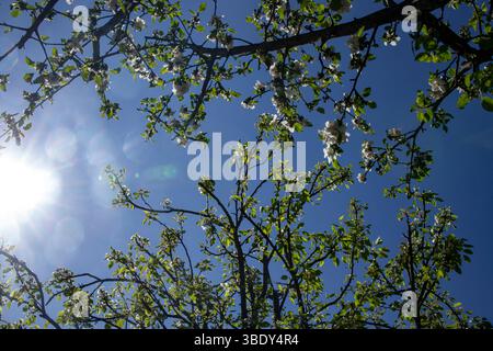 Soleil brillant avec le ciel bleu de sous les branches de pommiers fleuris, Banque D'Images