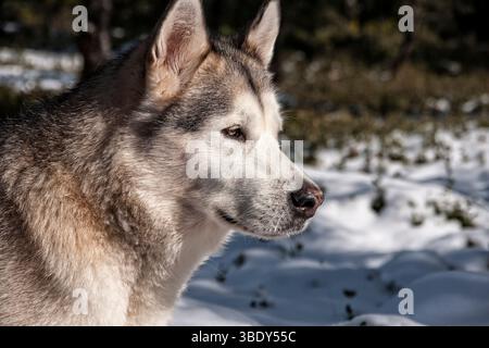Belle Malamute d'Alaska dans un environnement neigeux et brumeux Banque D'Images