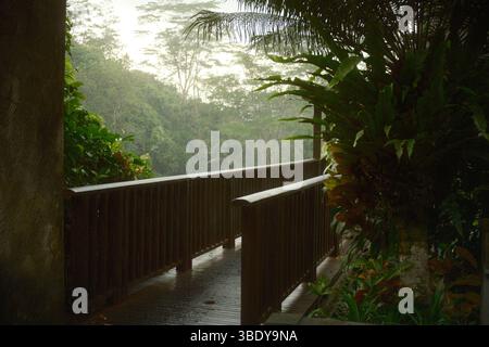 Pont en bois dans une forêt tropicale pluvieuse Banque D'Images