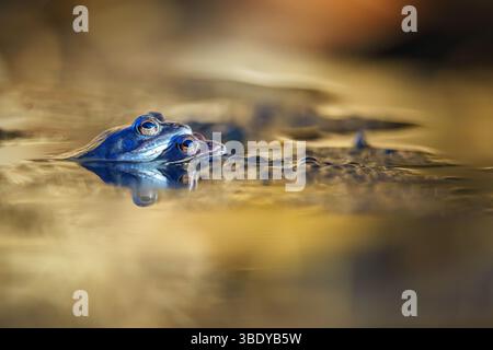 Grenouille de Moor assise tranquillement sur la végétation dans une zone humide. Cet amphibien européen de taille moyenne est connu pour ses couleurs vives de reproduction et ses préférences Banque D'Images