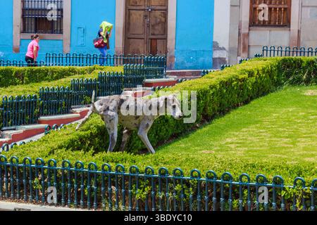Guanajuato City, Mexique - 30 mai 2016 : un chien marche dans un jardin, tandis que les gens marchent en arrière-plan, profitant du paysage. Banque D'Images