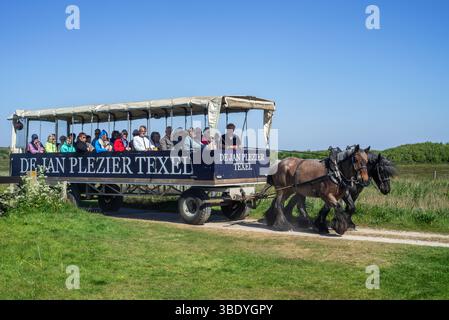 Deux chevaux de trait belges tirant de Jan Plezier Texel, chariot couvert avec des touristes, en visite à de Slufter, Hollande du Nord, pays-Bas Banque D'Images