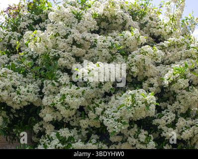 Des grappes denses de fleurs blanches en pleine floraison sur un buisson vert luxuriant Pyracantha sous un ciel clair Banque D'Images