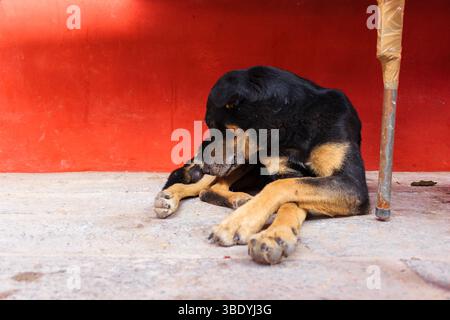 Atontonilco, Mexique - 29 mai 2016 : un chien noir et bronzé repose sur un sol en béton, appuyé contre un mur rouge et un pied de table, apparemment toilettant son sol Banque D'Images