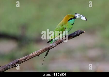 Un mangeur d'abeilles vert perché sur une branche avec un papillon dans sa bouche. Banque D'Images