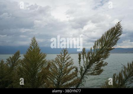 Plan large de la rive du lac. Le premier plan montre le rivage avec une ligne d'arbres. Le feuillage est vert clair à moyen. Les branches semblent osciller. Banque D'Images