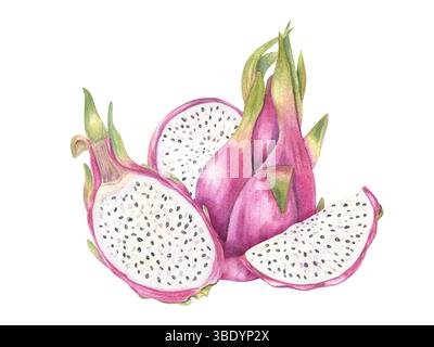 Illustration aquarelle de la composition de fruits de dragon avec des fruits entiers, des tranches demi et rondes de fond isolé. Marque alimentaire saine tropicale pitaya Banque D'Images