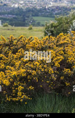 Floraison Gorse (Ulex europaeus) à Prestbury Hill, Gloucs Banque D'Images