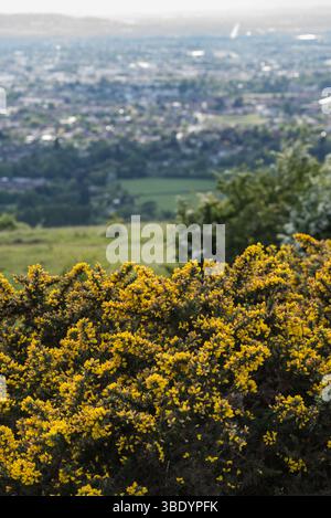 Floraison Gorse (Ulex europaeus) à Prestbury Hill, Gloucs Banque D'Images