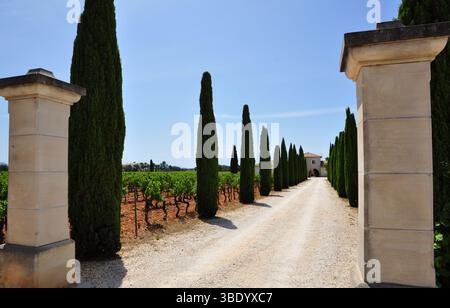 Propriété de caractère avec avenue des cyprès en milieu de vignoble à la Londe les Maures Var Banque D'Images