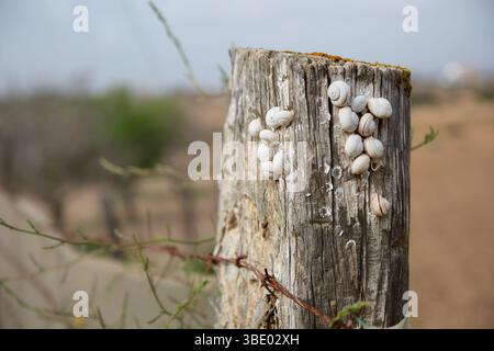 Gros plan de petits escargots blancs regroupés sur un poteau en bois altéré dans une campagne sèche de la région d'Alicante en Espagne Banque D'Images