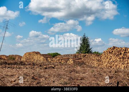 Grandes piles de bois dans un site forestier récemment défriché sous un ciel bleu à Oldtown, comté de Roscommon, Irlande. Exploitation forestière durable. Banque D'Images