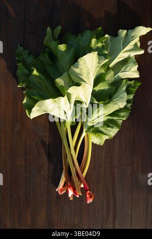 Jeunes feuilles de rhubarbe fraîches sur une table en bois foncé. Nourriture végétarienne. Plante saine. Vue de dessus. Banque D'Images