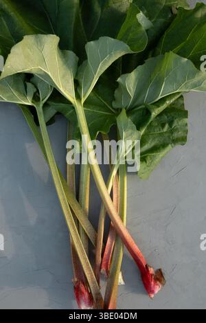 Jeunes feuilles de rhubarbe fraîches sur fond gris. Nourriture végétarienne. Plante saine. Vue de dessus. Banque D'Images