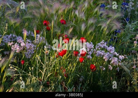 Tulpaghia 'Fairy Star' - ail de la Société, Papaver dubium, Hordeum jubautum - orge de queue de poisson et Dianthus superbus dans l'Hospice UK Garden of Compassio Banque D'Images
