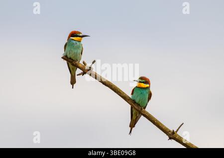 Deux mangeurs d'abeilles colorés perchés sur une branche contre le ciel Banque D'Images