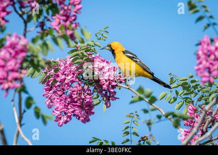 Un mâle oriole à capuche (icterus cucullatus) cherche quelque chose à manger parmi les fleurs des arbres. Banque D'Images