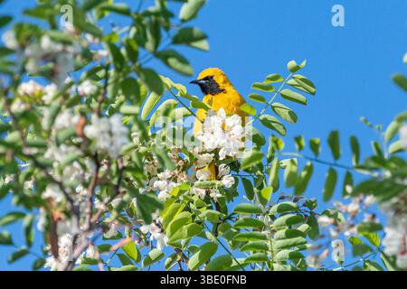 Un mâle oriole à capuche (icterus cucullatus) cherche quelque chose à manger parmi les fleurs des arbres. Banque D'Images