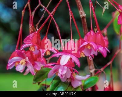 Vue rapprochée de fleurs lumineuses de begonia foliosa après la pluie, avec quelques gouttes sur eux, dans un jardin dans les montagnes andines orientales de Colombie. Banque D'Images