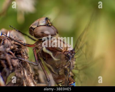 Macro photographie du côté de la tête d'une libellule rhionaeschna marchali, reposant sur une plante séchée, dans une forêt des Andes orientales. Banque D'Images