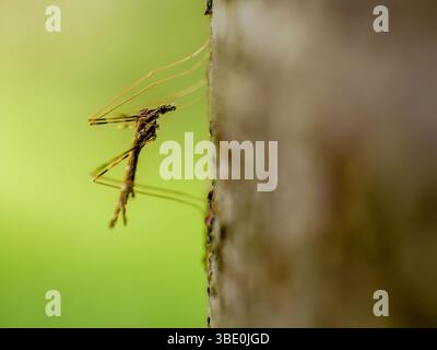 Macrophotographie d'un minuscule moustique reposant sur un tronc d'arbre, dans une forêt dans les montagnes andines orientales du centre de la Colombie. Banque D'Images