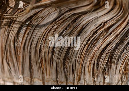 Gros plan de l'écorce de palmier à Chypre Banque D'Images