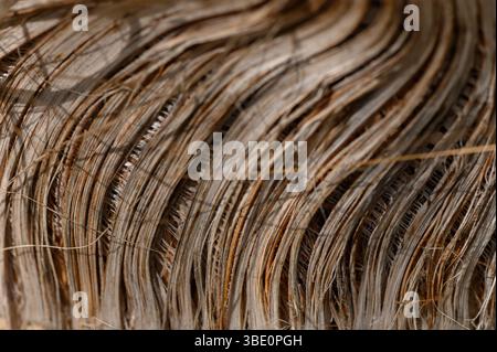 Image en gros plan du tronc fibreux d'un palmier, mettant en évidence son motif et sa structure uniques. Banque D'Images