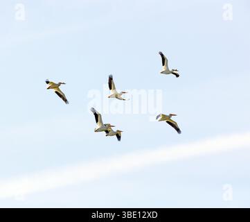 Six pélicans blancs américains en vol Banque D'Images