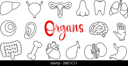 Ensemble d'organes humains. Cœur, reins, vésicule biliaire, intestins, dent, cerveau, poumons, estomac, foie, système reproducteur, main. Anatomie des organes humains. Illustration de Vecteur