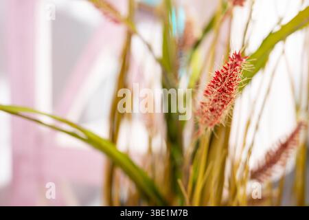 Une vue rapprochée d'une plante d'intérieur vibrante avec des accents rouges, placée sur un fond légèrement flou de décor moderne. Ce paramètre améliore le natu Banque D'Images