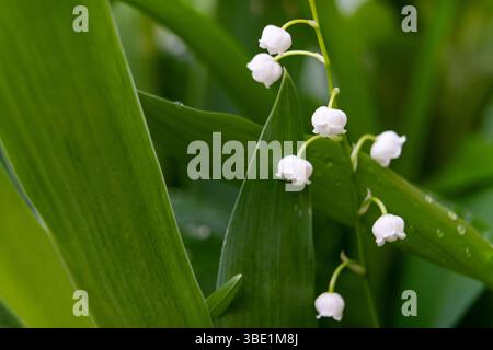 Délicates fleurs blanches avec des fleurs en forme de cloche pendent gracieusement d'une tige verte au milieu de feuilles vibrantes. Le jardin est frais et plein de vie, showcasi Banque D'Images