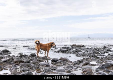Chien errant sans abri abandonné et hautement adaptatif à la recherche de nourriture au bord de la mer. Banque D'Images