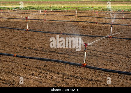 Arrosage automatique du système d'arrosage dans la ferme végétale. Mise au point sélective et flou de mouvement Banque D'Images