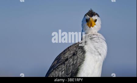 Petit pied cormoran, petit shag (Microcarbo melanoleucos) oiseau d'eau noir et blanc regardant la caméra dans le ciel bleu clair, Victoria, Australie Banque D'Images