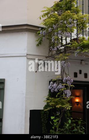 Wisteria romantique en cascade sur le bâtiment européen avec Soft Evening Glow Banque D'Images