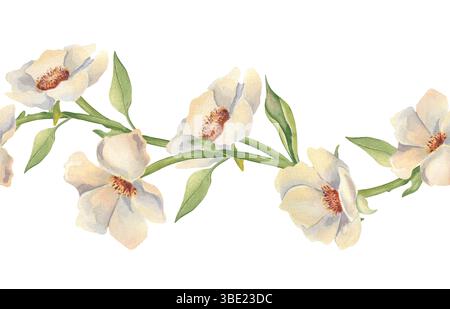 Bordure florale sans couture avec anémones ivoire et douce verdure aquarelle peinte à la main isolé. Illustration botanique élégante sur fond de répétition pour Banque D'Images