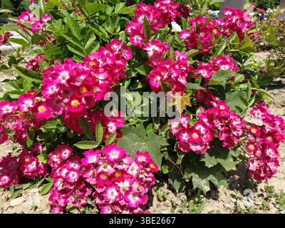 Une rose est soit une plante à fleurs vivace ligneuse du genre Rosa. Rose vif, cramoisi et magenta roses doubles poussent comme un buisson dans le parc. Bush simple Banque D'Images