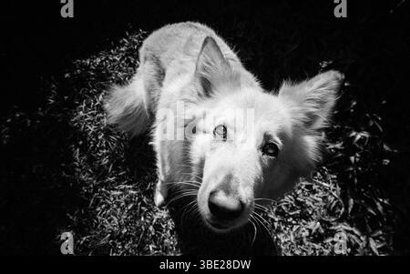 Beau berger allemand blanc et or Banque D'Images