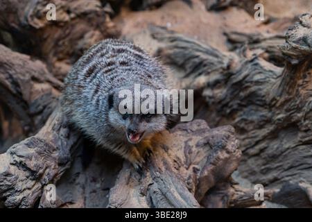 Une suricate se dresse sur une surface en bois, mettant en valeur sa curiosité ludique. La posture animée et l'expression engageante de l'animal ajoutent du charme à la nature s. Banque D'Images