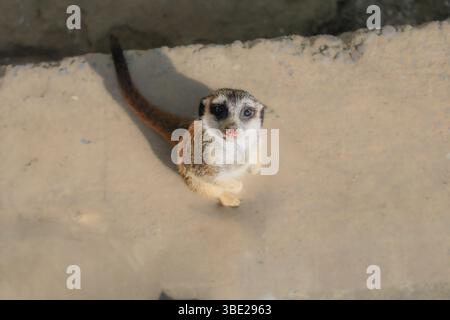 Cute Meerkat regardant vers le haut avec des yeux curieux - photographie d'animaux sauvages Banque D'Images