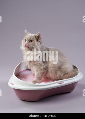 Un chat moelleux à poil long assis gracieusement dans une litière remplie de granulés de litière roses. L'arrière-plan est gris clair Uni Banque D'Images