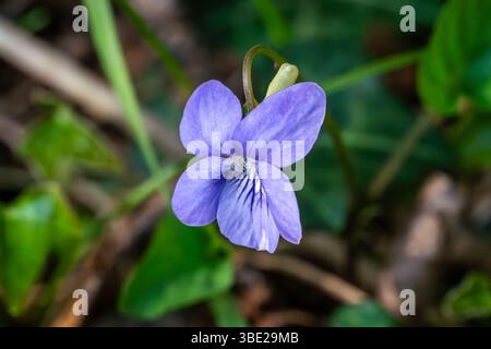 Viola riviniana (Viola riviniana) une plante à fleurs printanières d'été avec une fleur de printemps violette également connue sous le nom de violette de bois, jardinage de fleurs sauvages St Banque D'Images