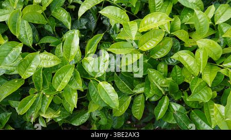 plantes de feuilles de thé fraîches dans le jardin Banque D'Images