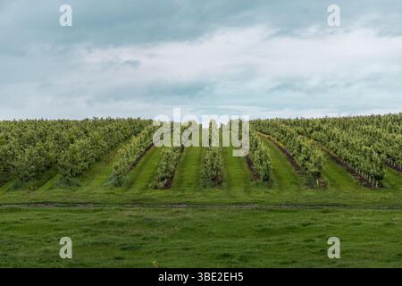 Un verger tranquille sous un ciel sombre et nuageux, où la lumière diffuse douce rehausse la riche verdure. Banque D'Images