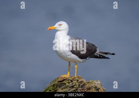 Gros plan d'une mouette à dos noir moindre, Larus fuscus, perchée. Banque D'Images