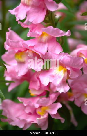 Rose Antirrhinum Snapdragon gros plan Banque D'Images