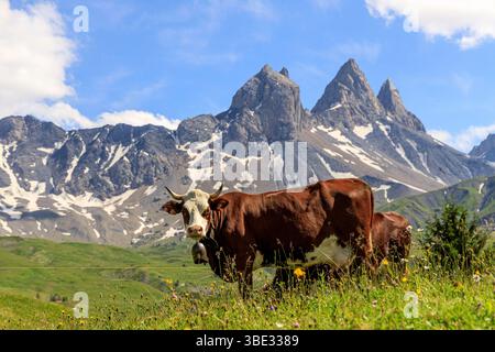 France, Savoie, Albiez-Montrond, vaches dans les pâturages (AOC Beaufort) au pied des aiguilles d'Arves, de gauche à droite l'aiguille septentrionale ou Tête de Chat (3364 m), l'aiguille centrale (3513 m) et l'aiguille méridionale (3514 m) Banque D'Images