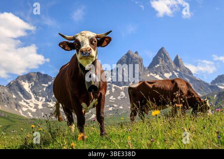 France, Savoie, Albiez-Montrond, vaches dans les pâturages (AOC Beaufort) au pied des aiguilles d'Arves, de gauche à droite l'aiguille septentrionale ou Tête de Chat (3364 m), l'aiguille centrale (3513 m) et l'aiguille méridionale (3514 m) Banque D'Images